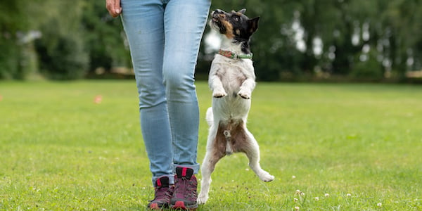 Dog climbing outlet out of pen